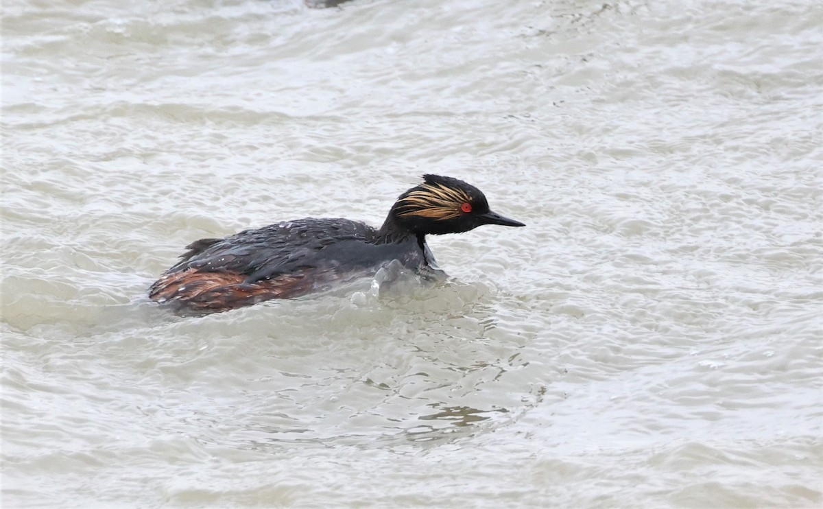 Eared Grebe - ML617662600