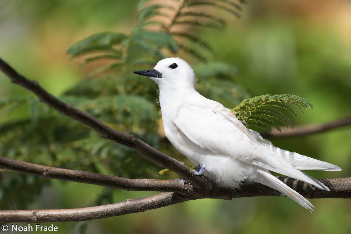 White Tern - Noah Frade