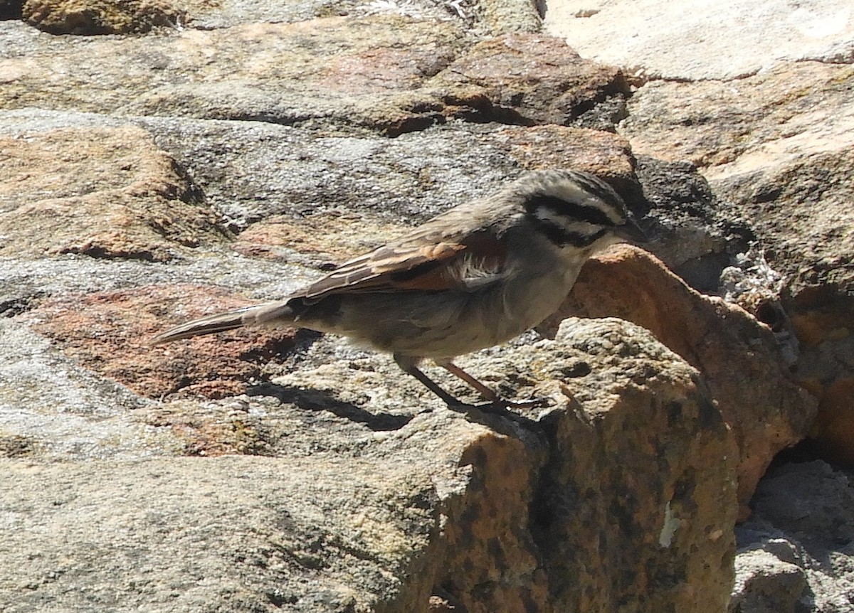 Cape Bunting - Alan Dixon