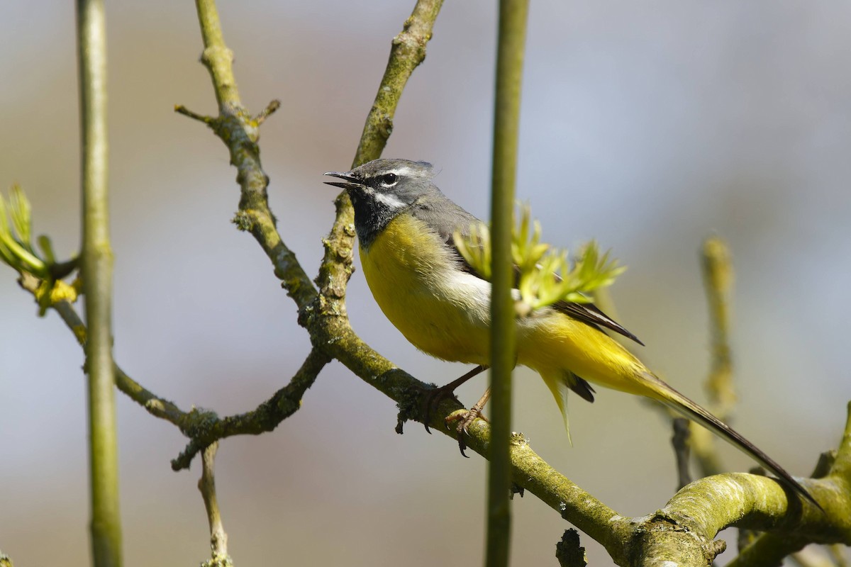 Gray Wagtail - ML617662655