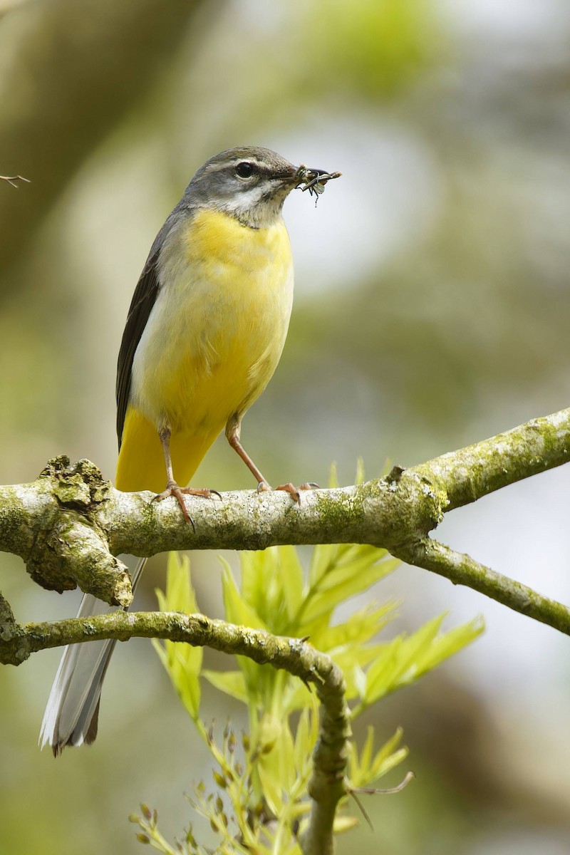 Gray Wagtail - ML617662656