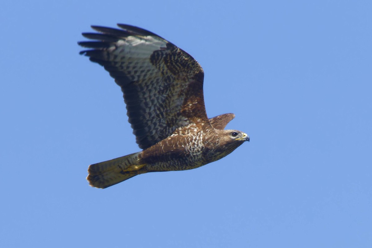 Common Buzzard - ML617662662