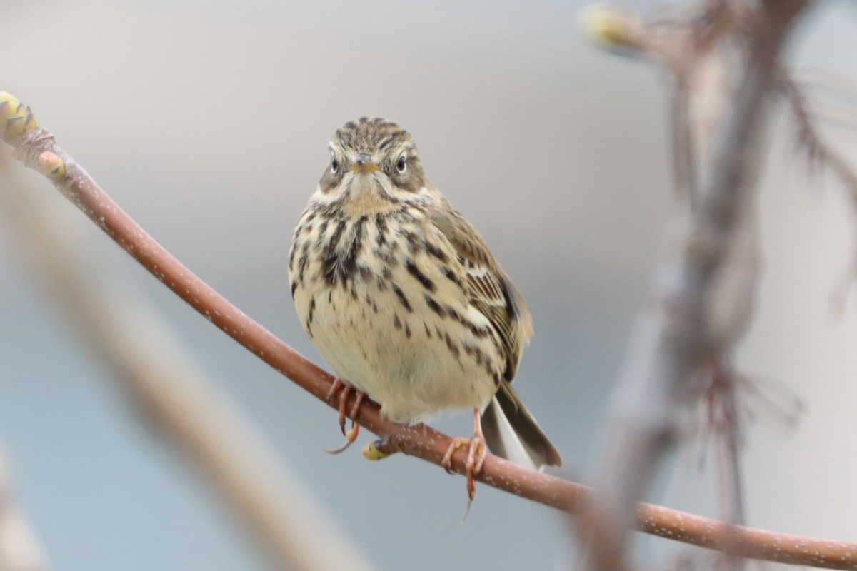 Meadow Pipit - David Morrison