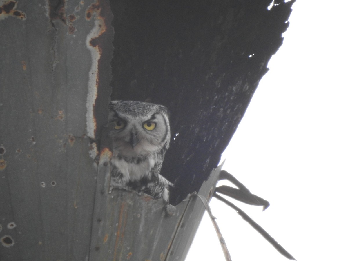 Great Horned Owl - ML617662764