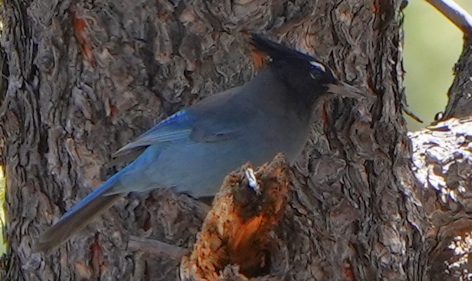 Steller's Jay - ML617662791