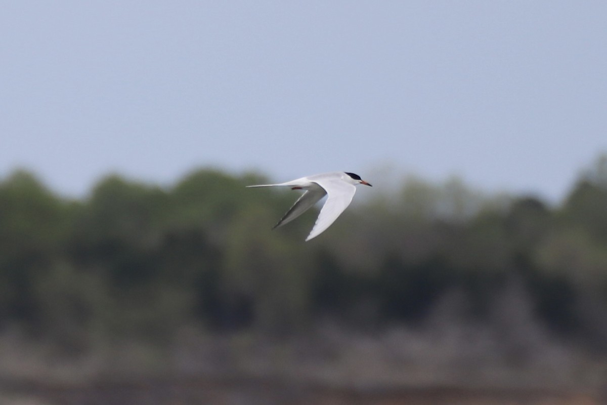 Forster's Tern - ML617662935