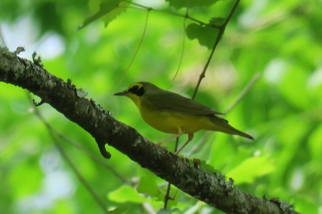 Kentucky Warbler - ML617662950