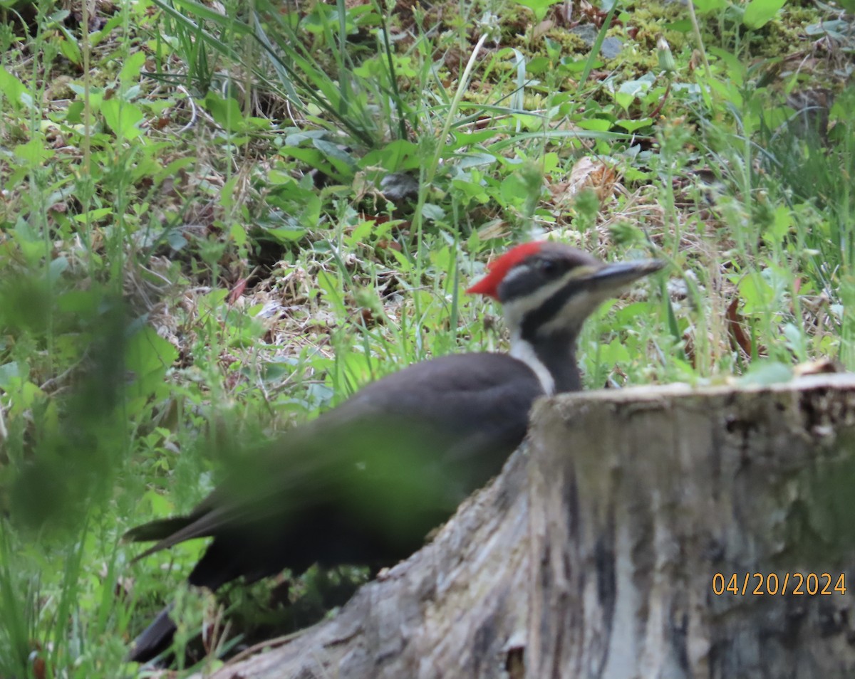 Pileated Woodpecker - Penelope Reighart