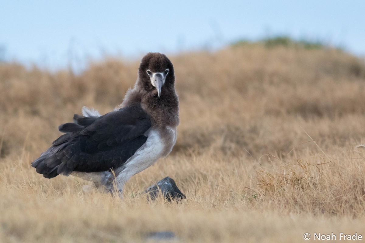 Laysan Albatrosu - ML61766301