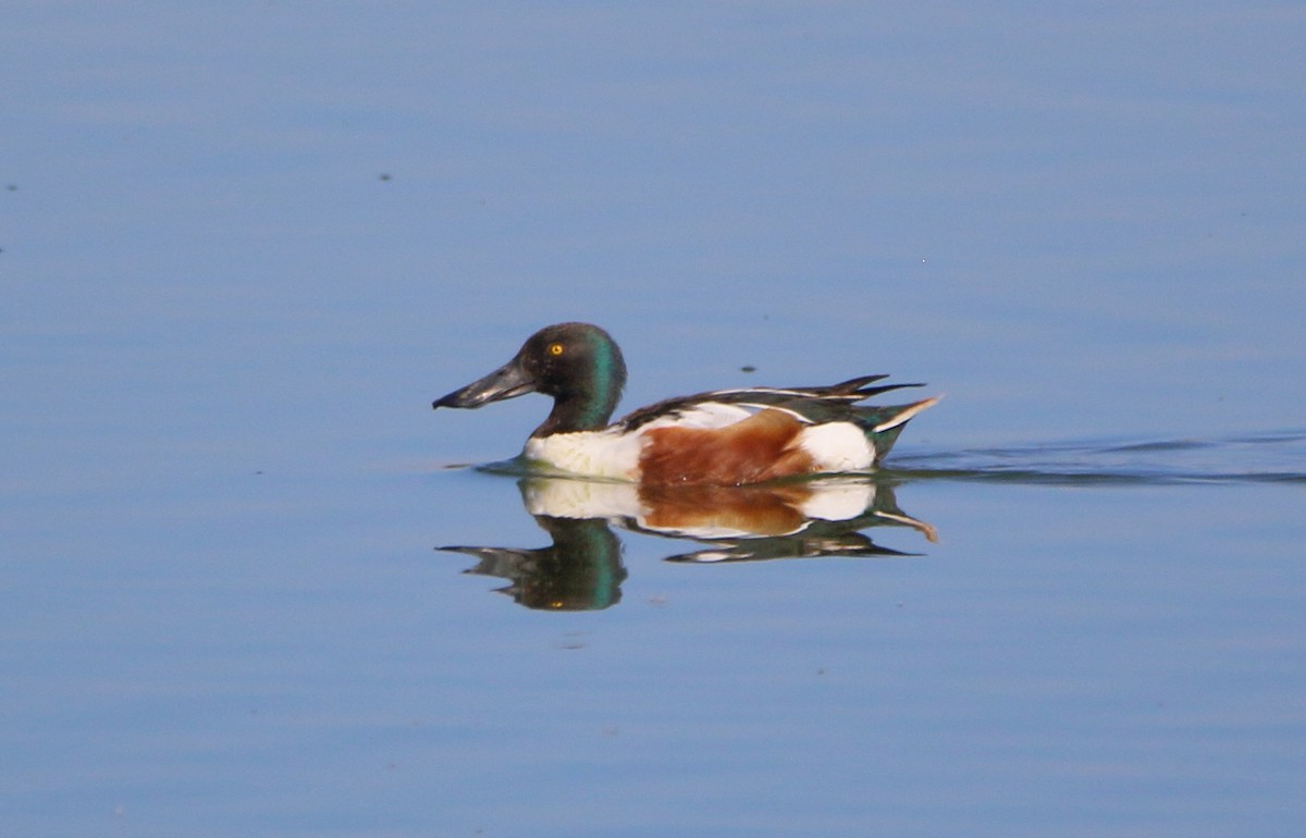 Northern Shoveler - José Hugo Martínez Guerrero