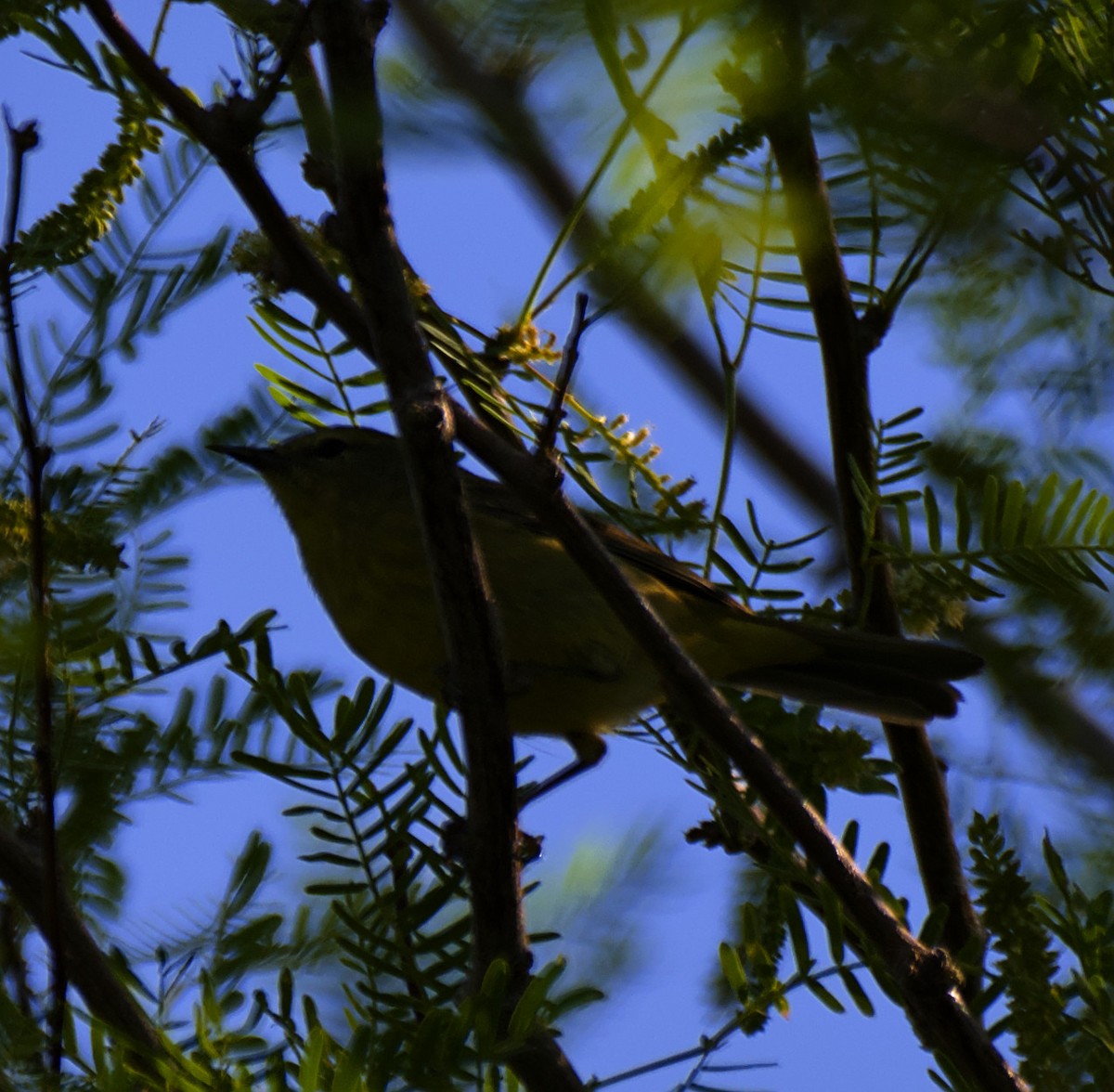 Orange-crowned Warbler - ML617663066