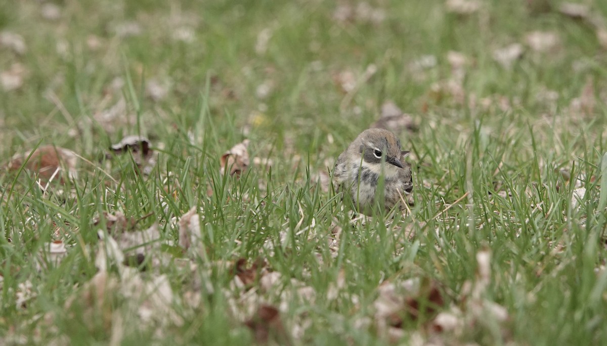 Yellow-rumped Warbler - Randy Skiba