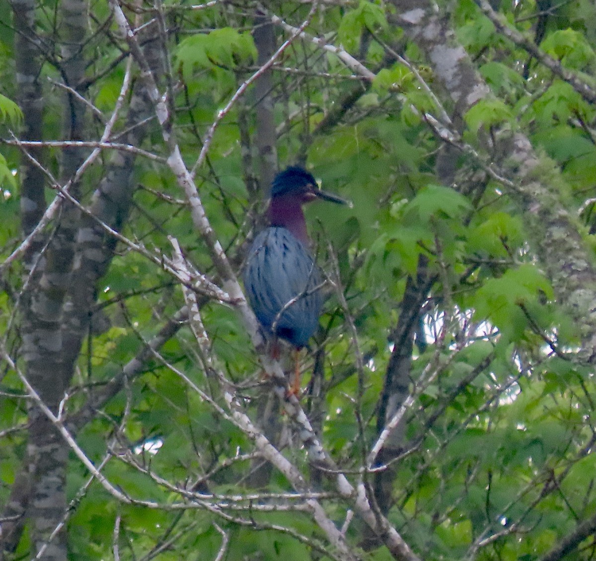 Green Heron - ML617663101