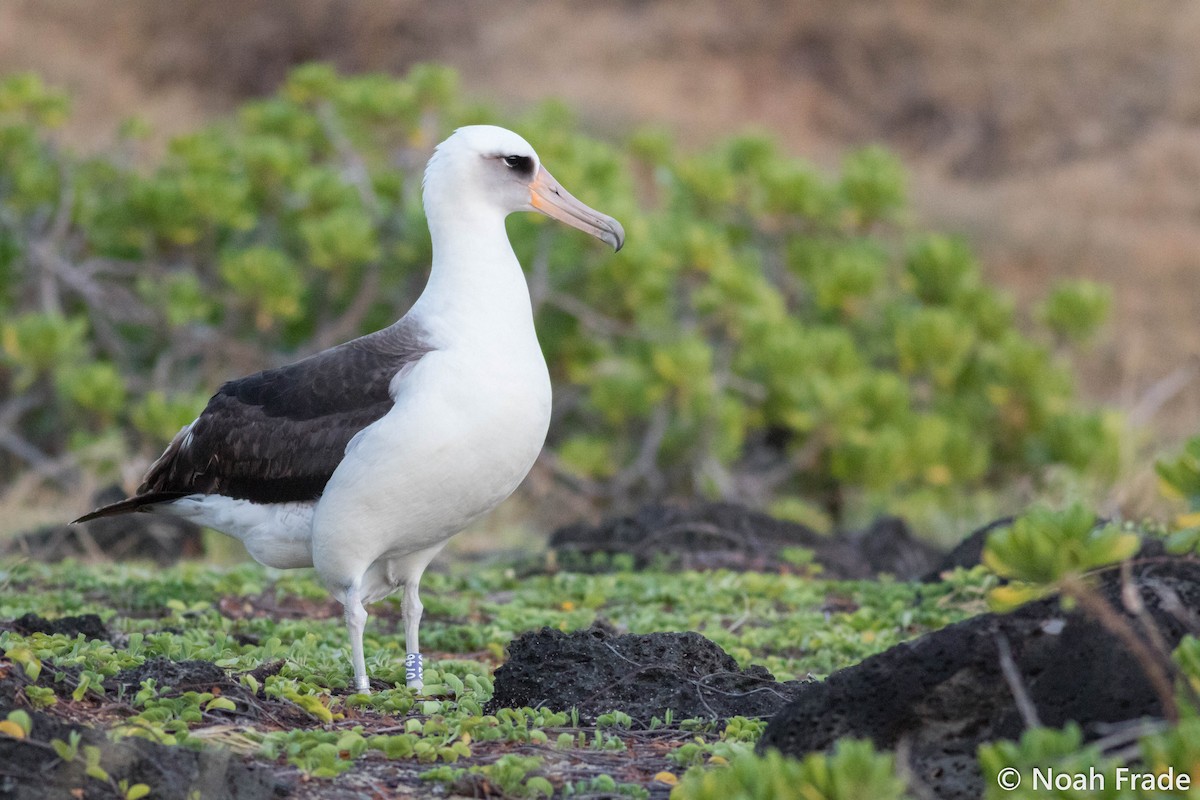 Laysan Albatrosu - ML61766311