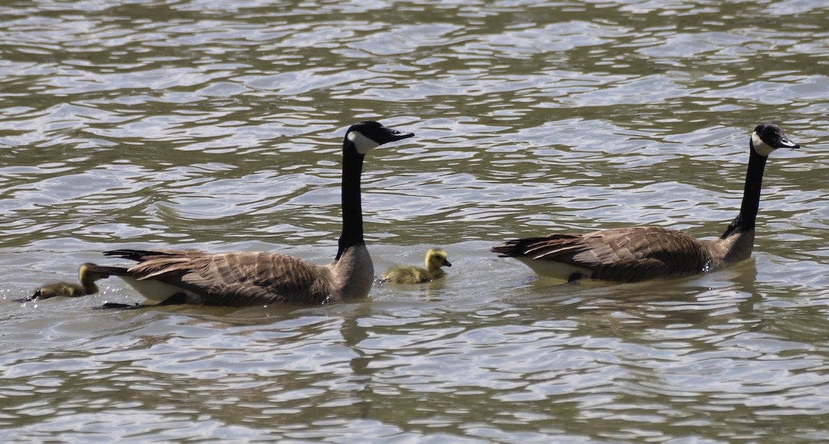 Canada Goose - ML617663140