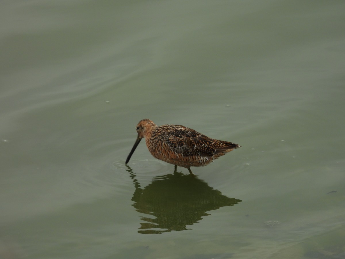 Long-billed Dowitcher - ML617663161