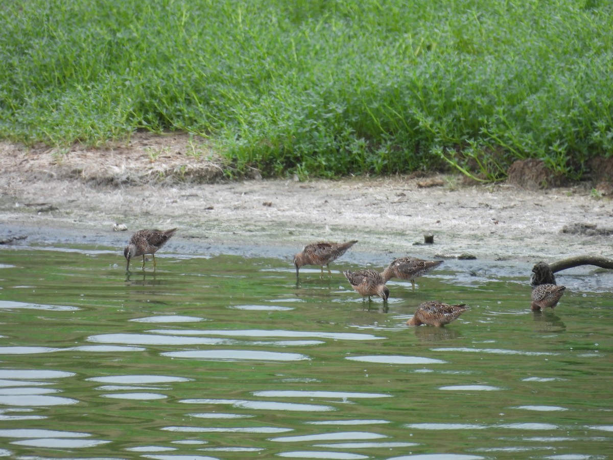 Long-billed Dowitcher - ML617663162