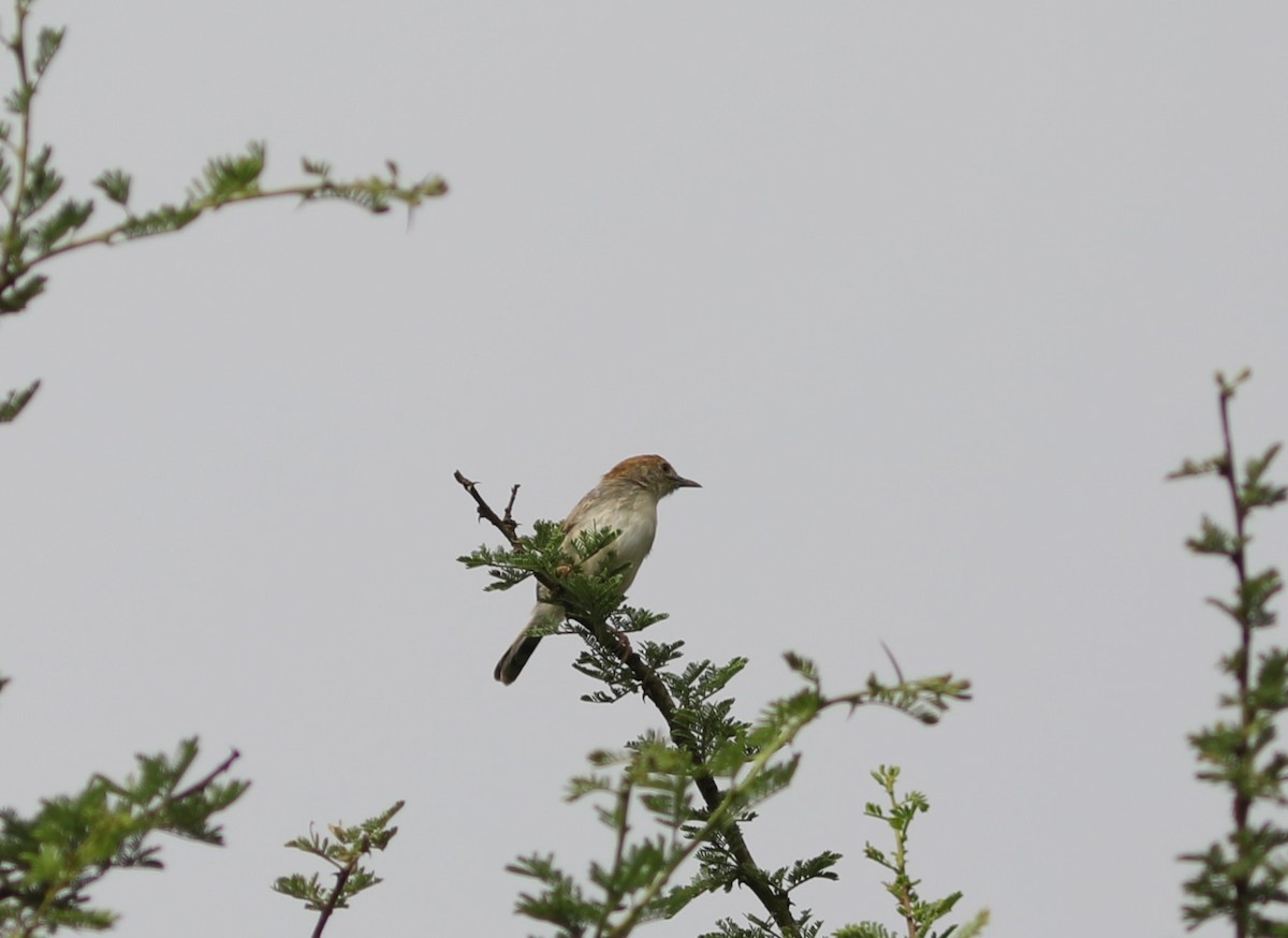 Tiny Cisticola - ML617663172