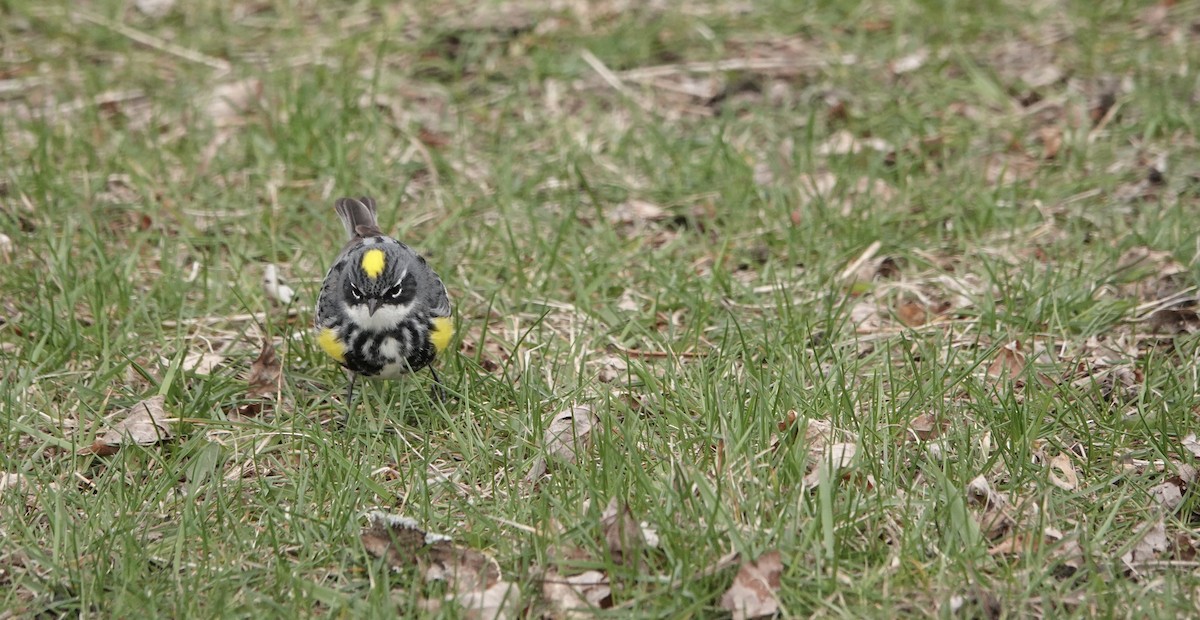 Yellow-rumped Warbler - ML617663182