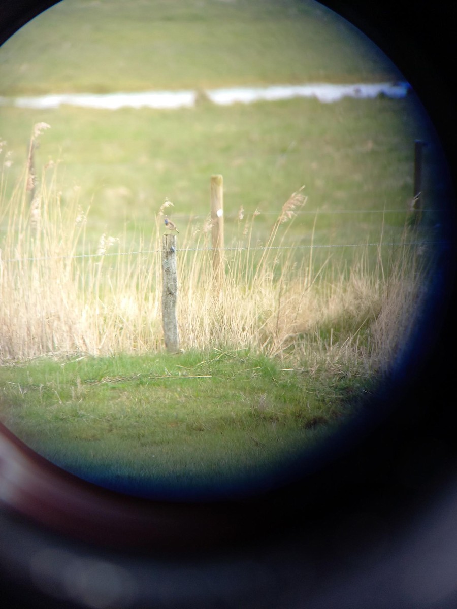 Bluethroat (White-spotted) - ML617663194