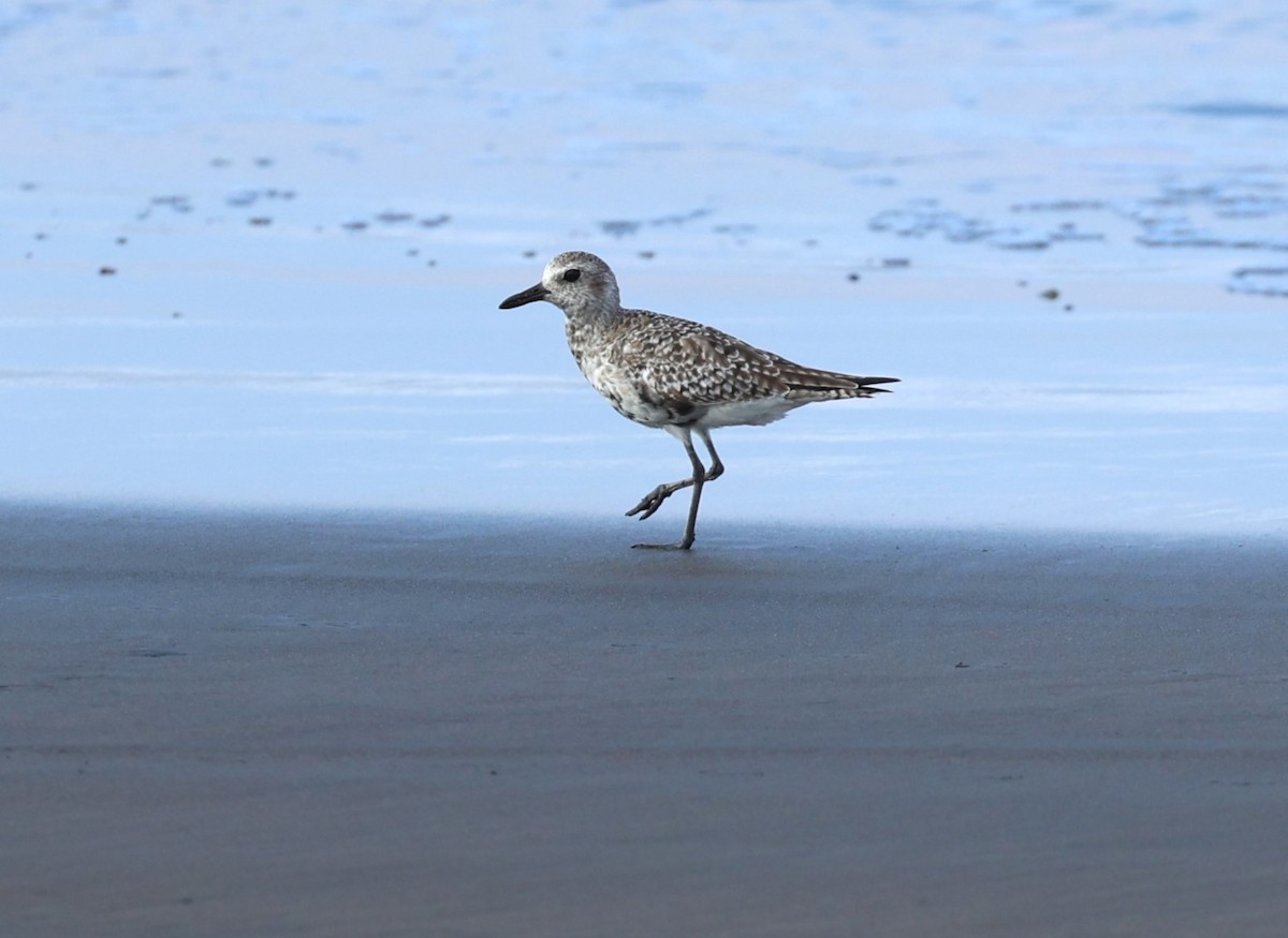 Black-bellied Plover - ML617663201