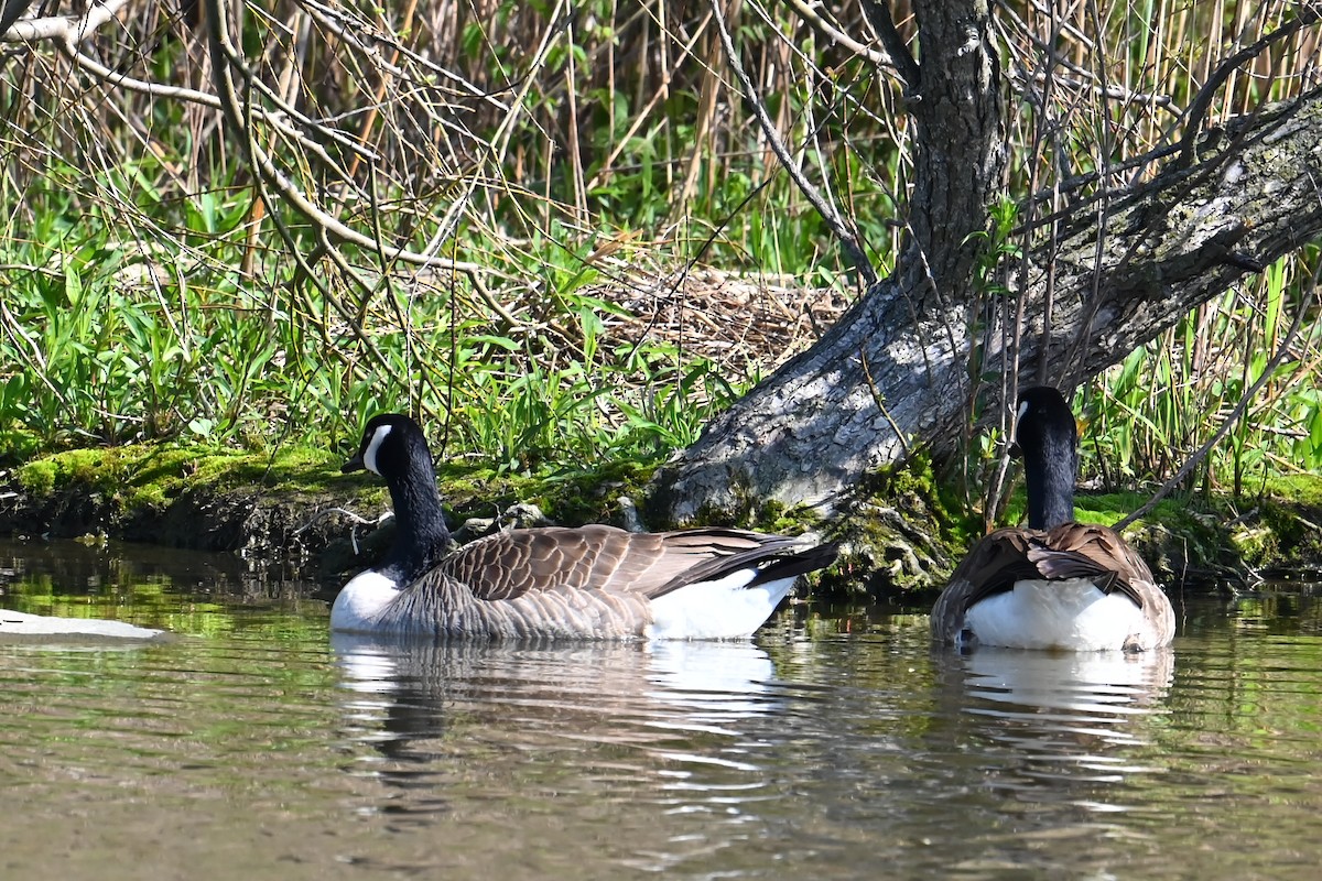 Canada Goose - ML617663206