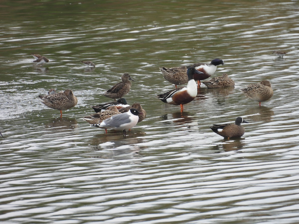 Franklin's Gull - ML617663214