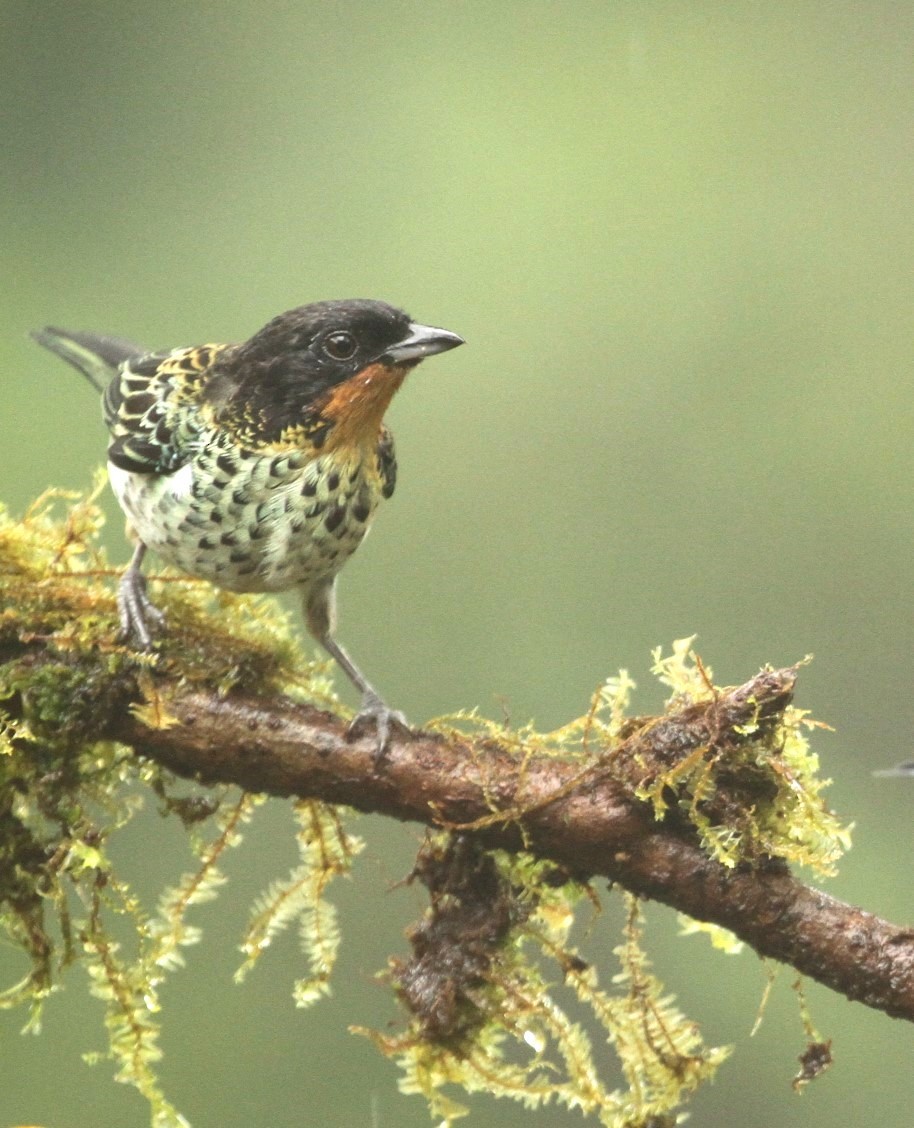 Rufous-throated Tanager - Gisèle Labonté