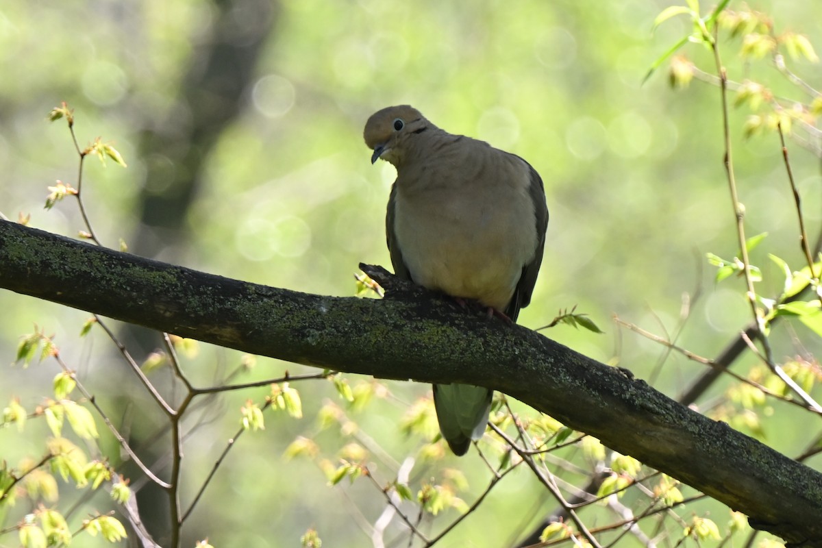 Mourning Dove - Fred Zimmerman