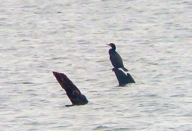 Double-crested Cormorant - Bill Sheehan