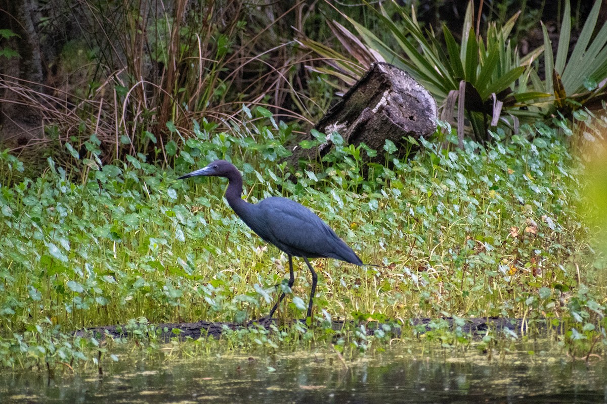 Little Blue Heron - Charles Donnelly