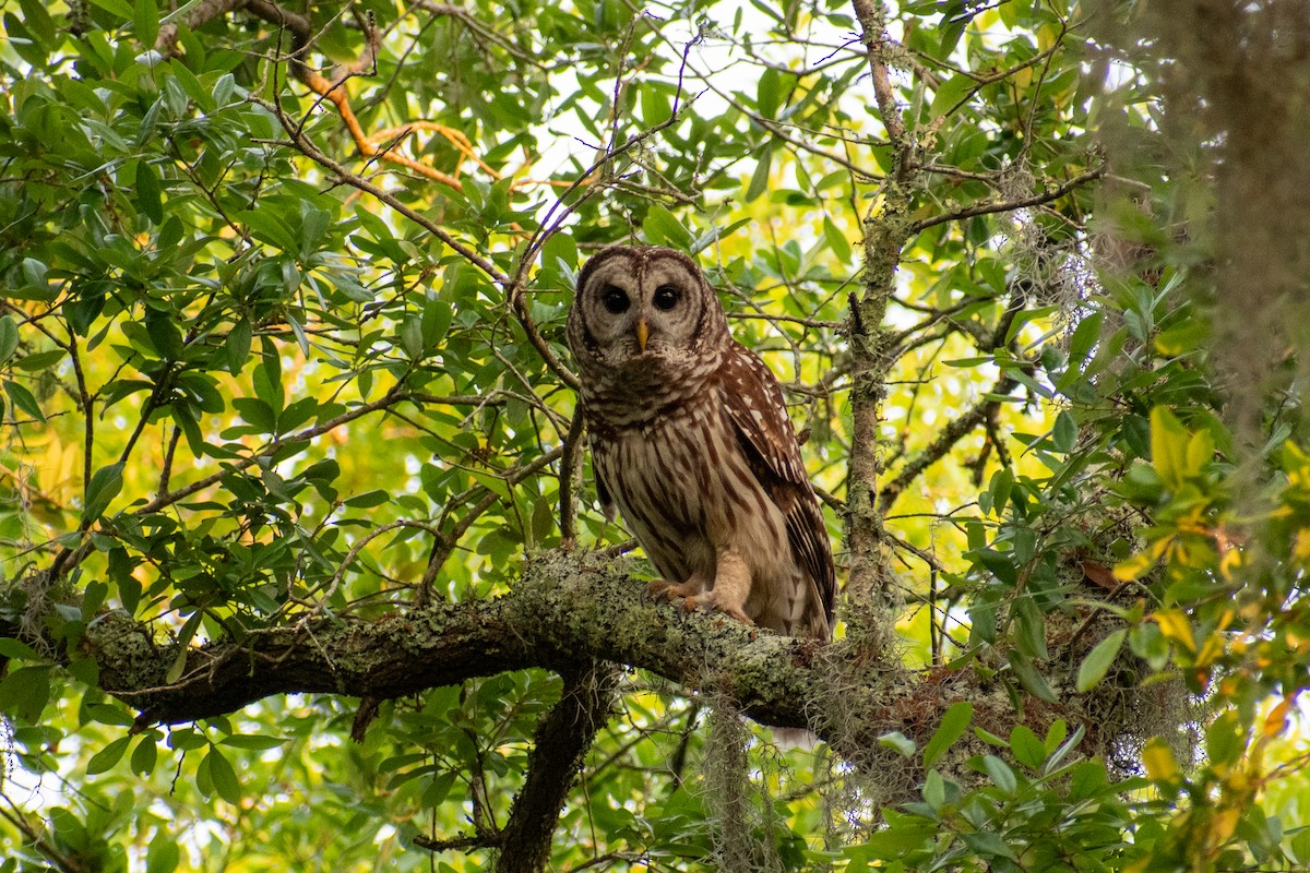 Barred Owl - Charles Donnelly