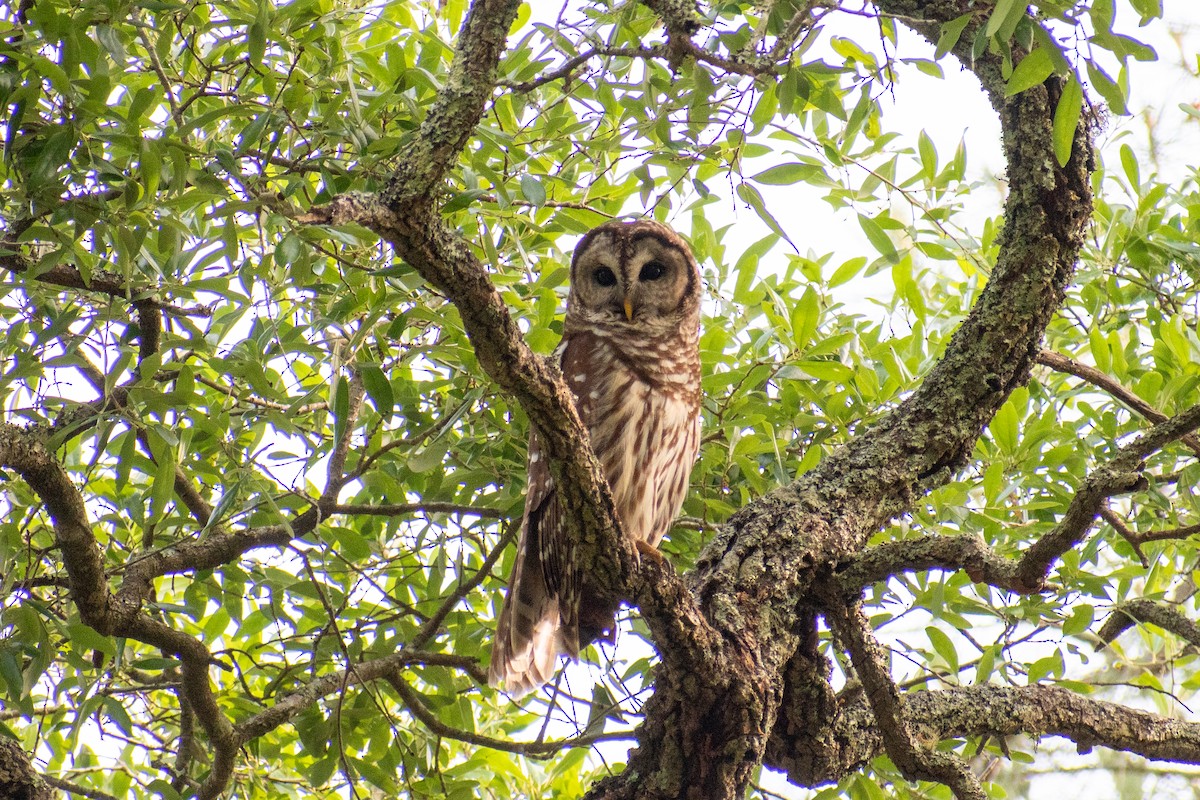 Barred Owl - Charles Donnelly
