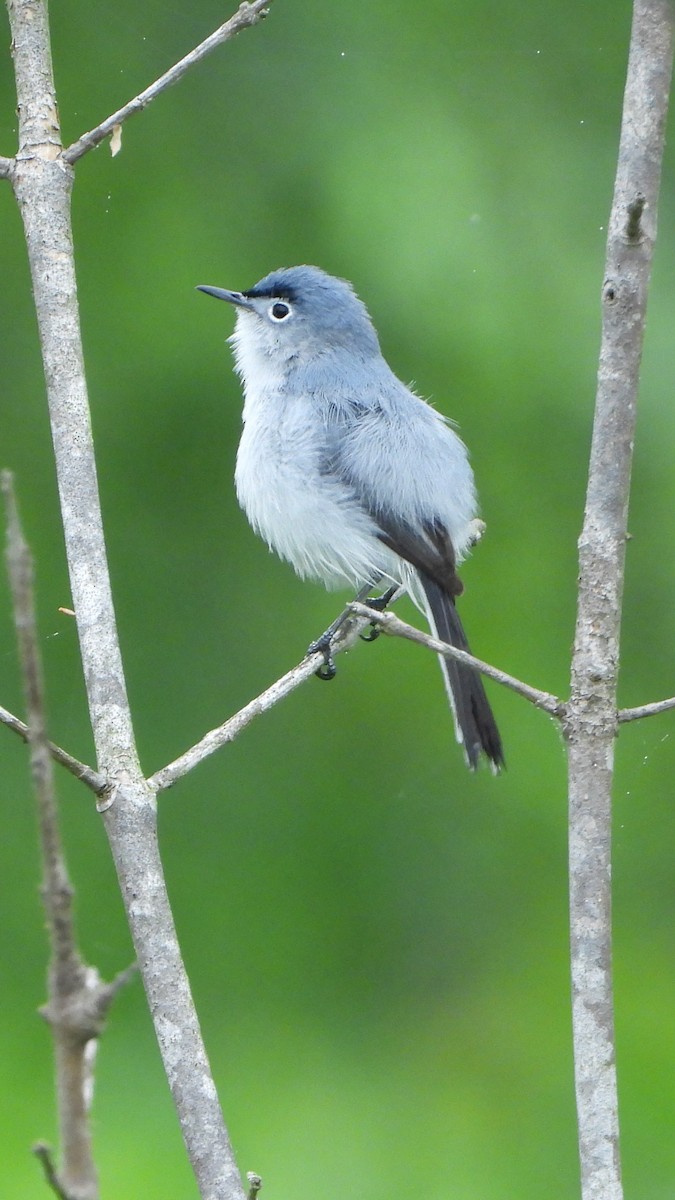 Blue-gray Gnatcatcher - ML617663357