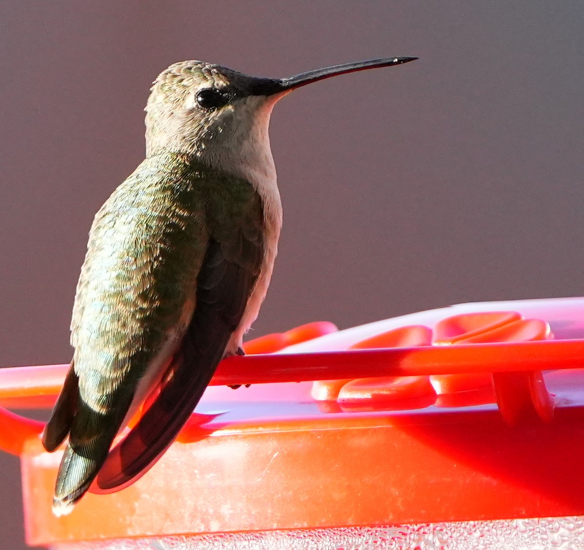 Black-chinned Hummingbird - Dave Bowman