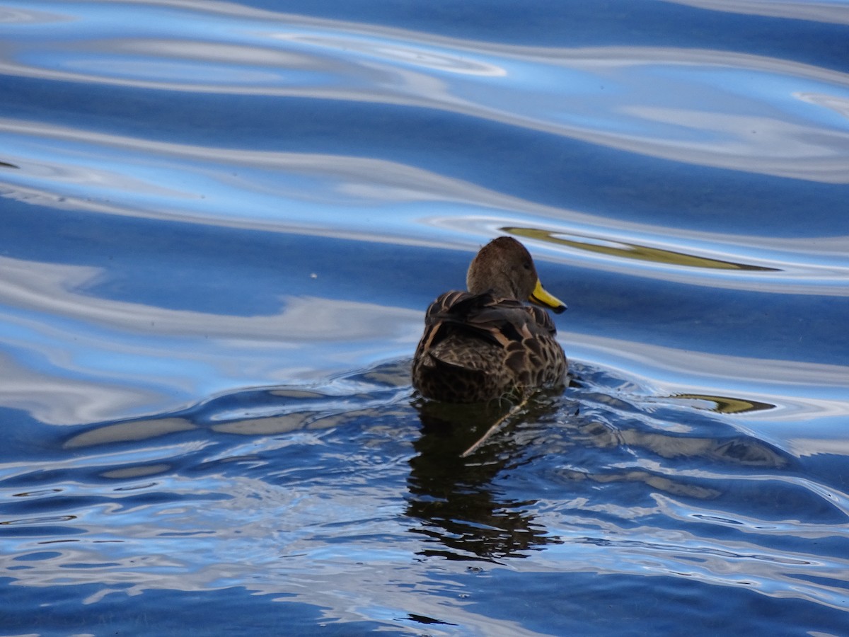 Yellow-billed Pintail - ML617663367