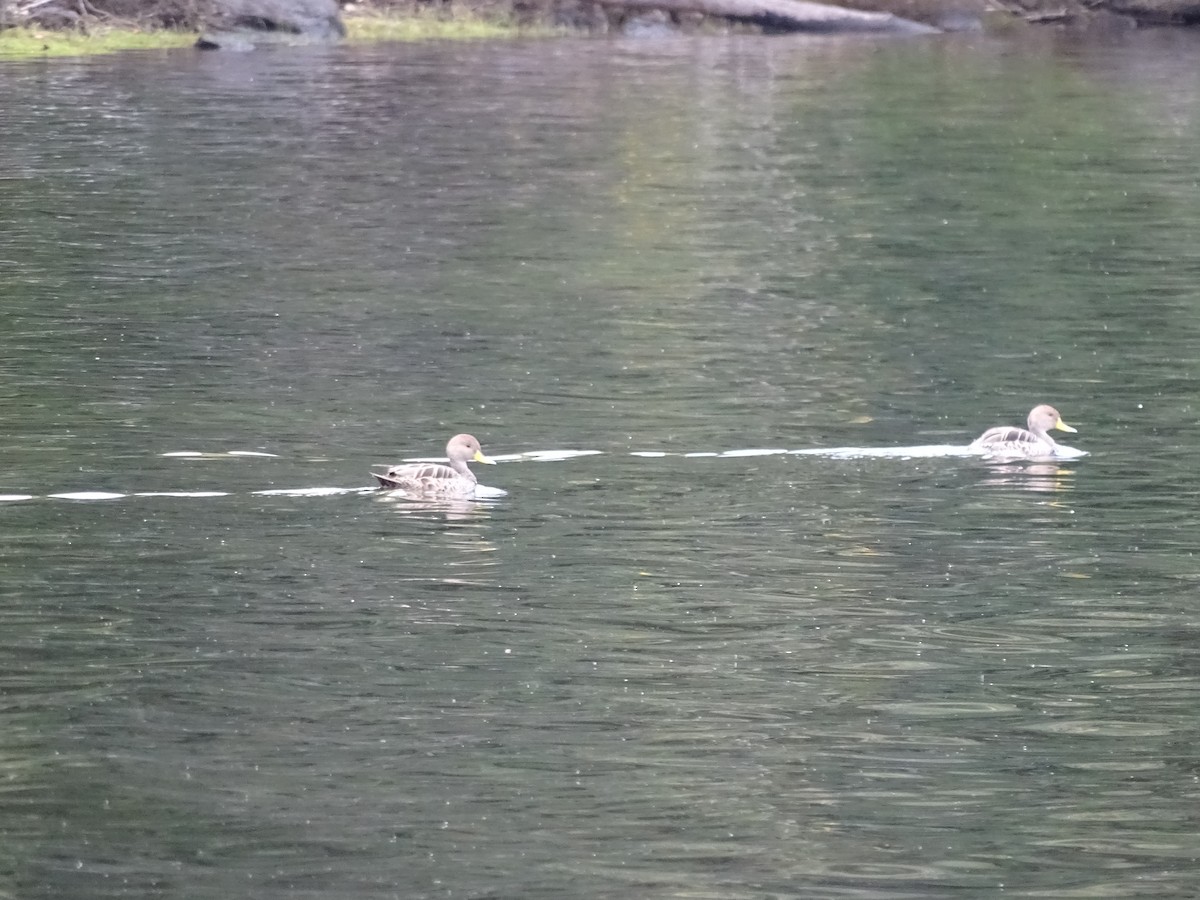 Yellow-billed Pintail - ML617663371