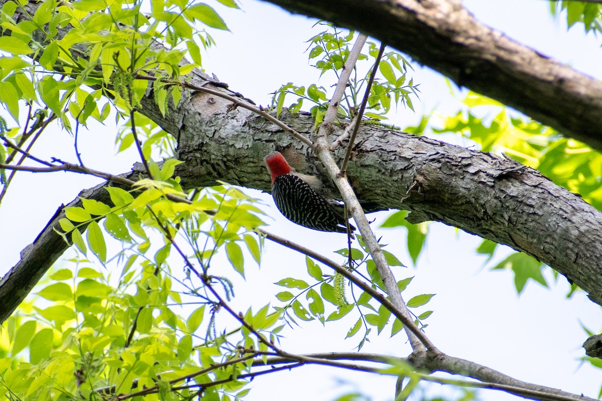 Red-bellied Woodpecker - Charles Donnelly