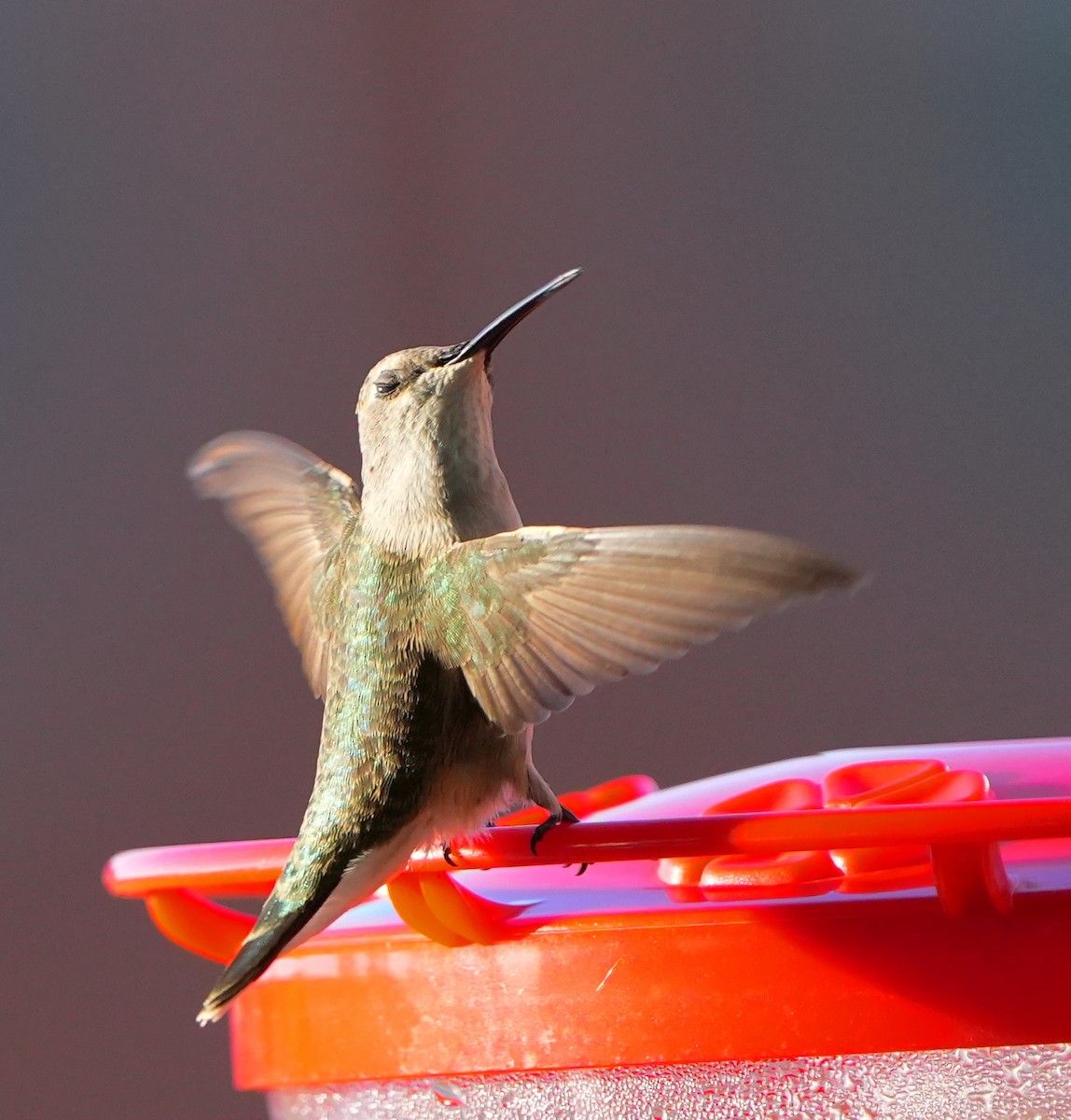 Black-chinned Hummingbird - Dave Bowman