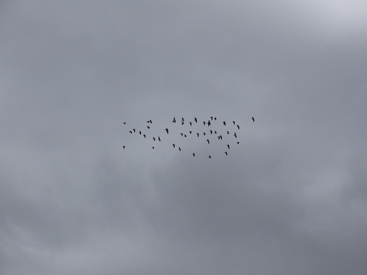 Andean Lapwing - ML617663411