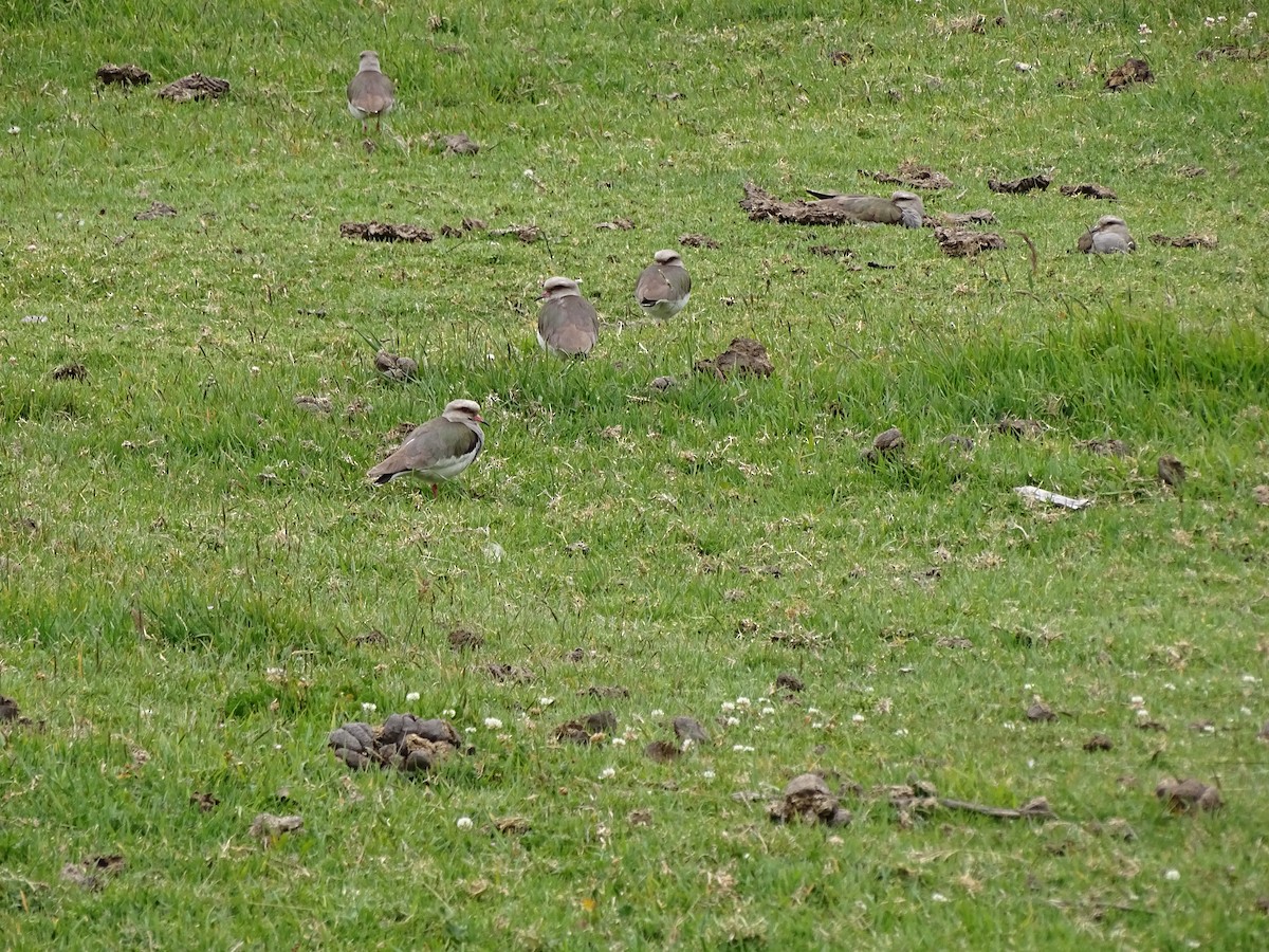 Andean Lapwing - ML617663412