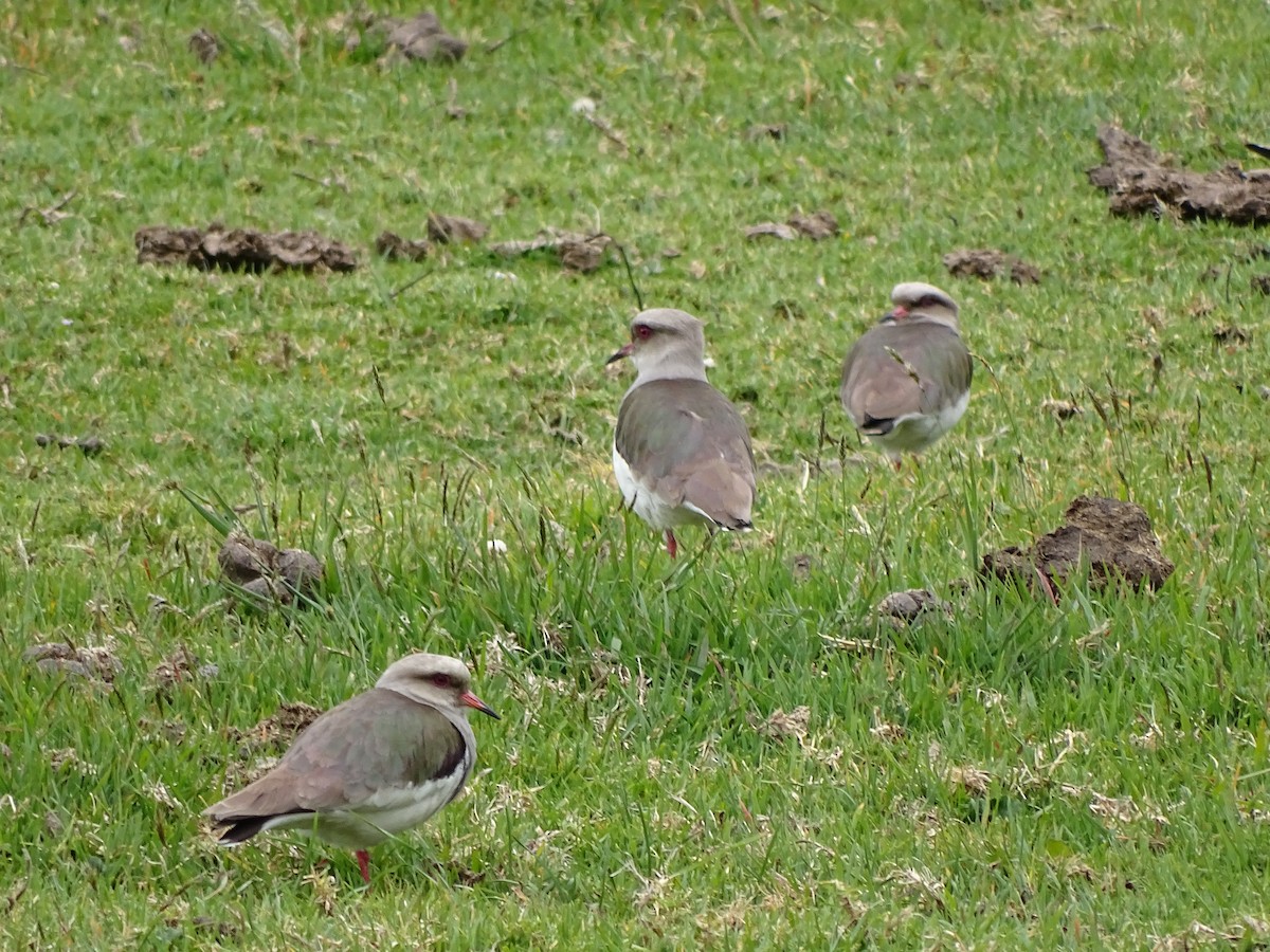 Andean Lapwing - ML617663415