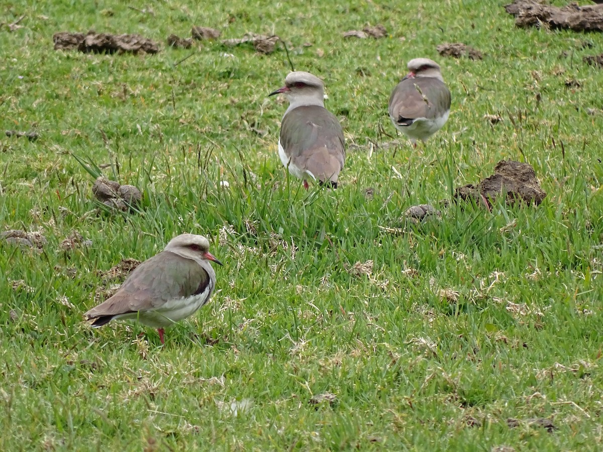 Andean Lapwing - Francisco Sornoza