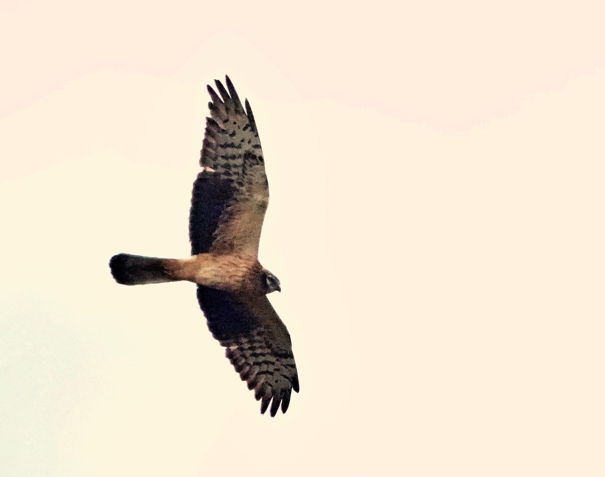 Montagu's Harrier - ML617663440