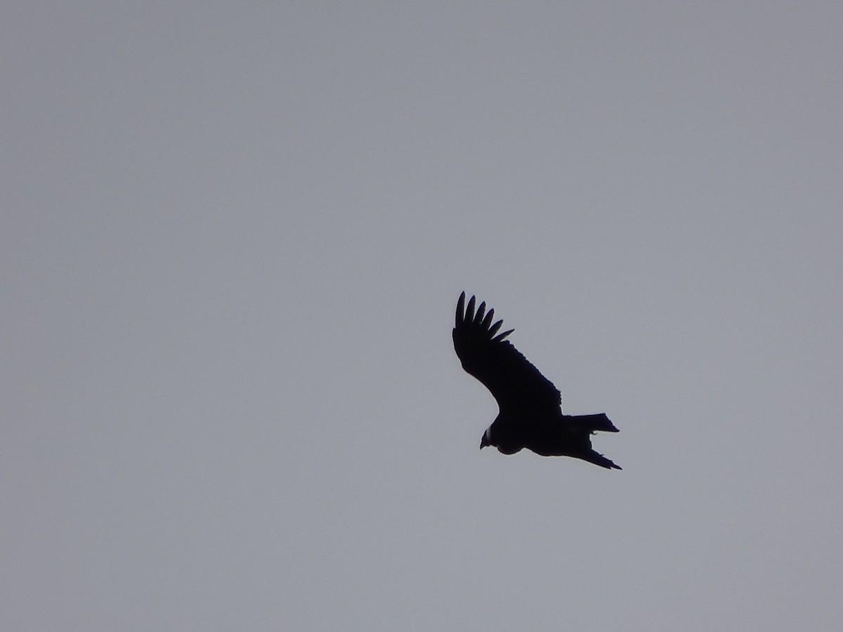 Andean Condor - ML617663452