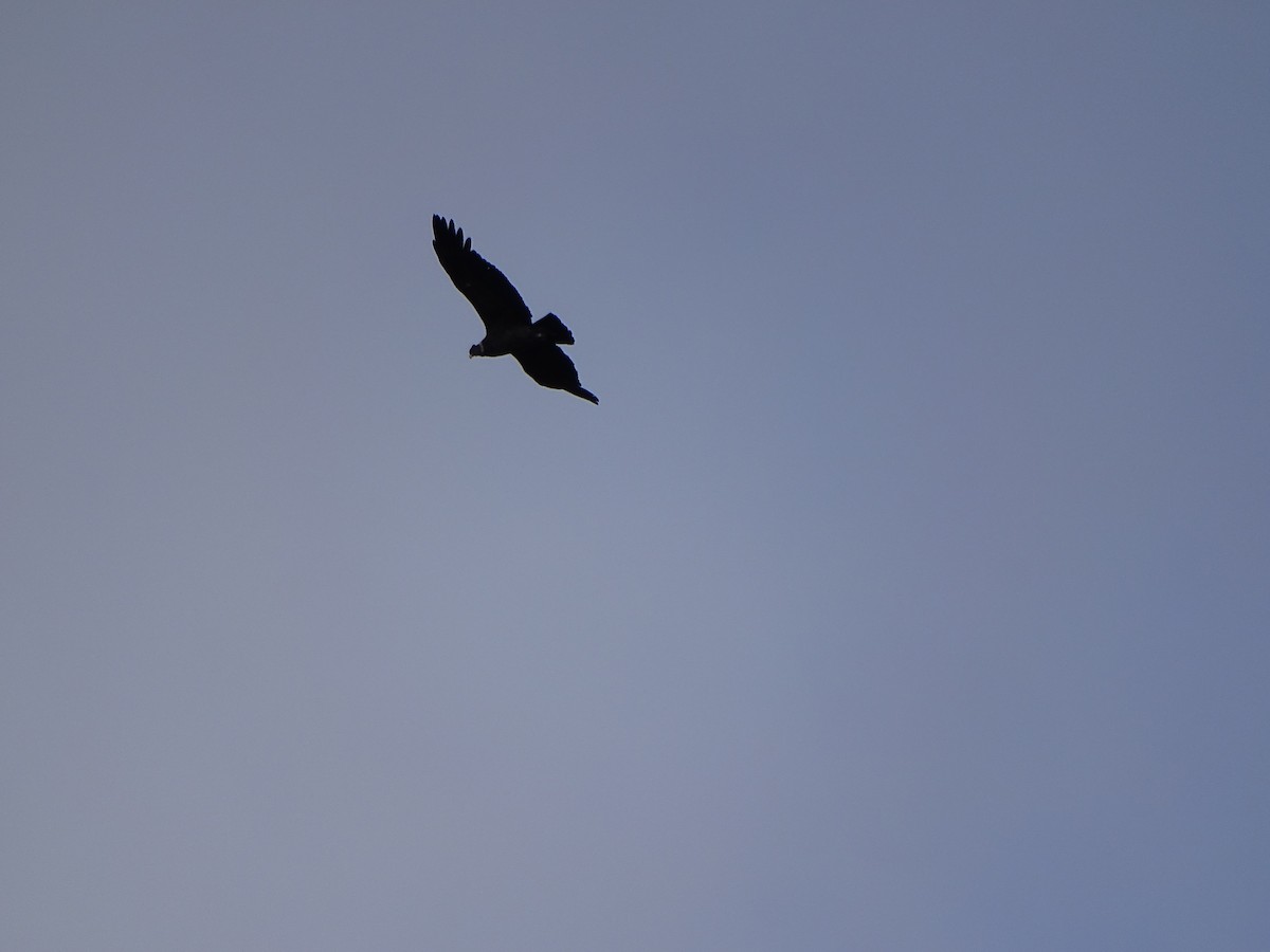 Andean Condor - ML617663453
