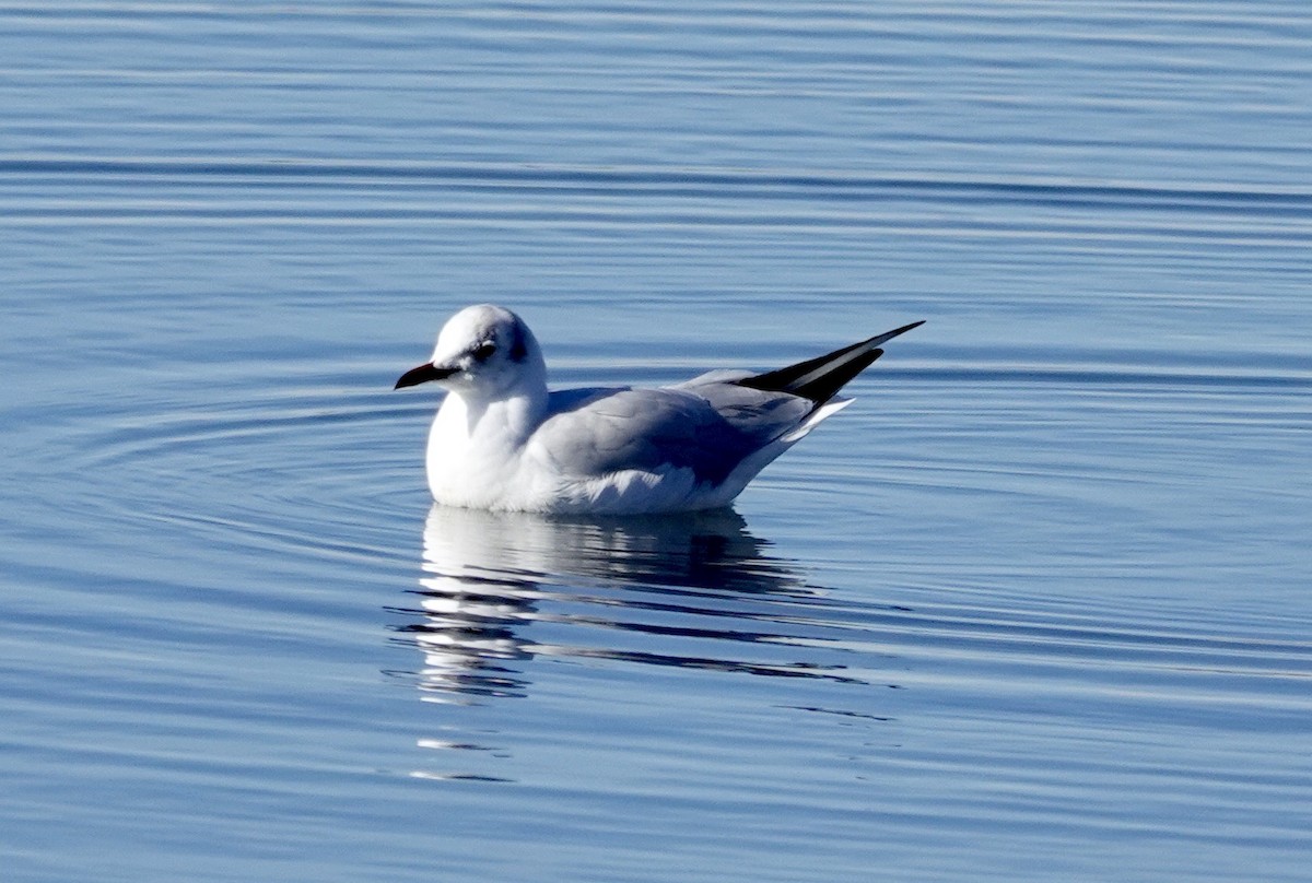 Mouette rieuse - ML617663465