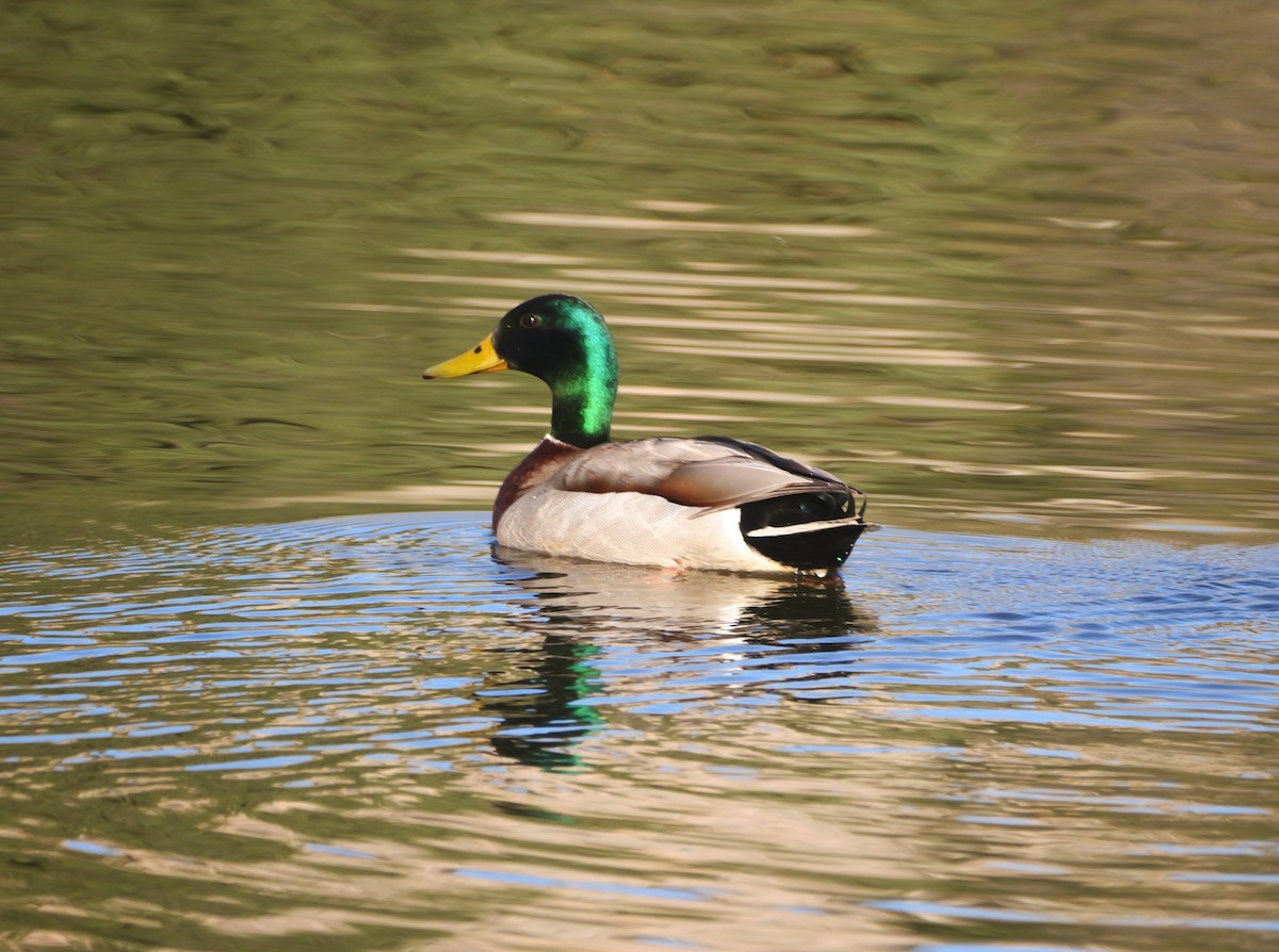 Mallard - Brett Hartl