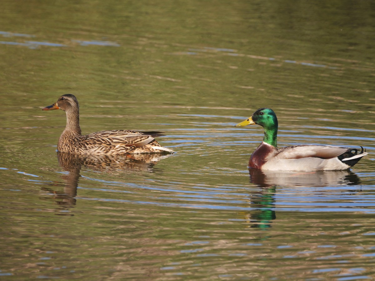 Mallard - Brett Hartl