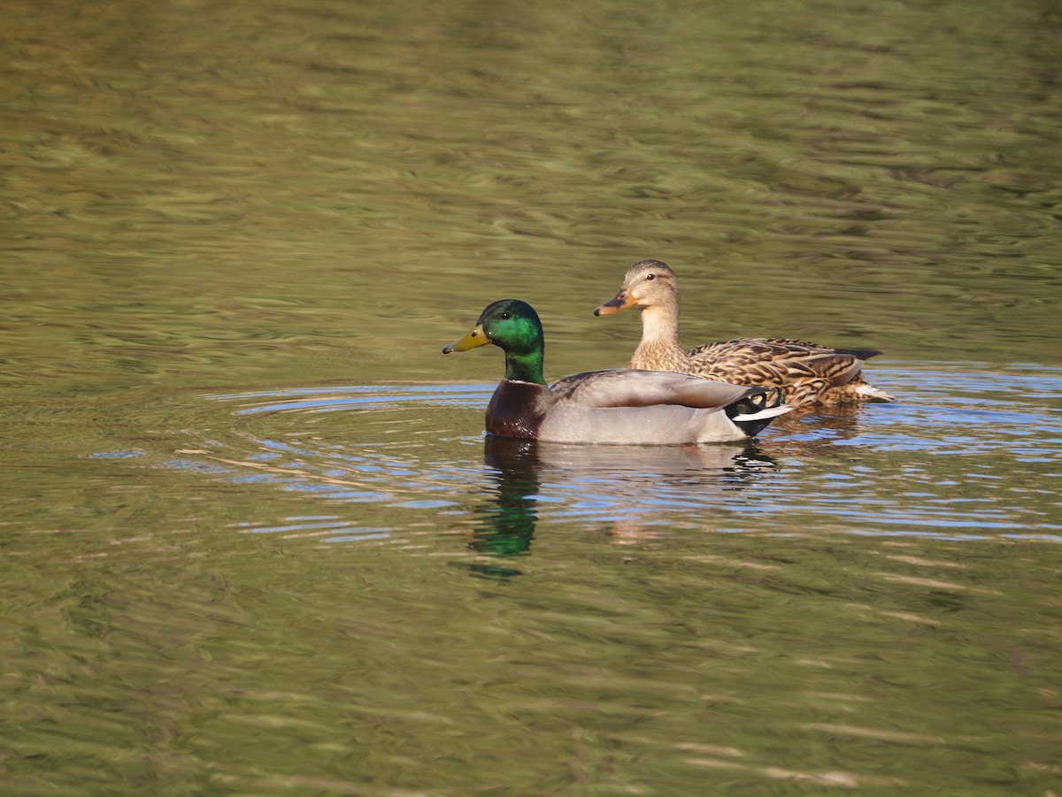 Mallard - Brett Hartl